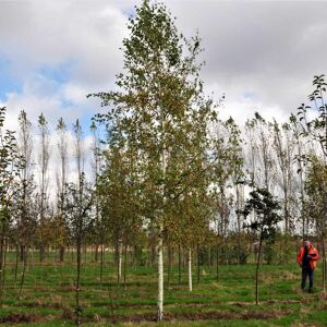 Betula pendula 8-10 S